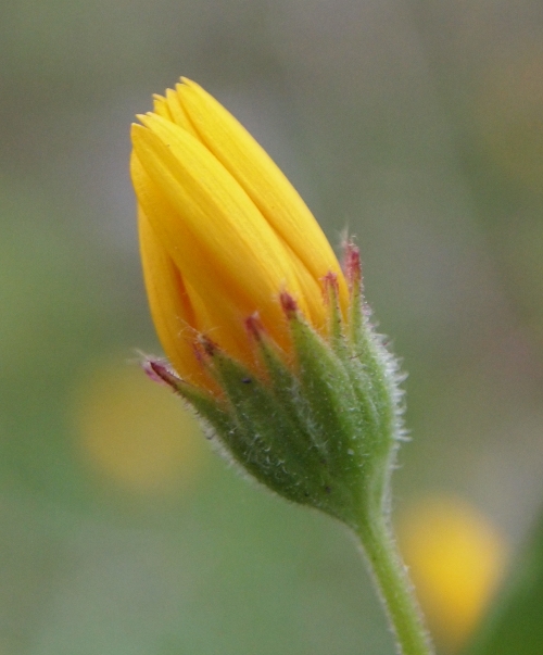 Composita stolonifera - Calendula arvensis