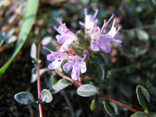 Thymus herba-barona