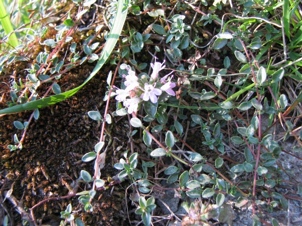 Thymus herba-barona