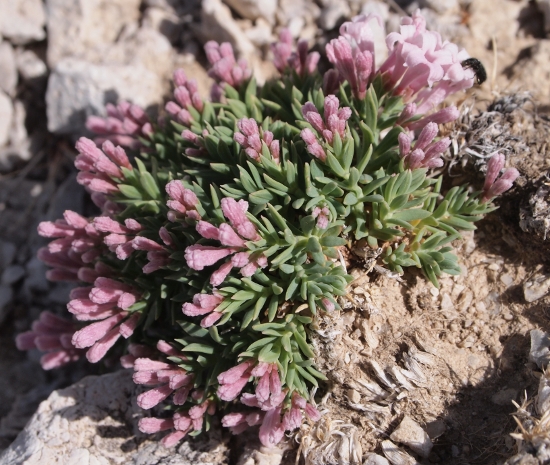 Asperula gussonii Boiss. / Asperula gussonii