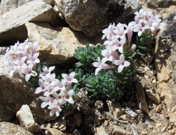 Asperula gussonii Boiss. / Asperula gussonii