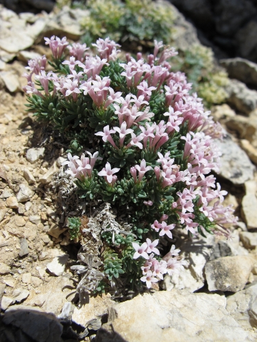 Asperula gussonii Boiss. / Asperula gussonii