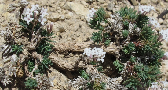 Asperula gussonii Boiss. / Asperula gussonii