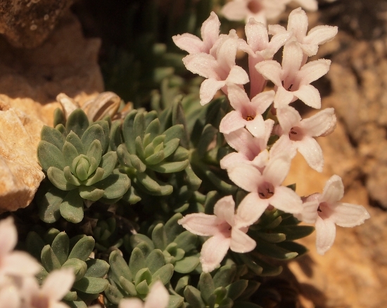 Asperula gussonii Boiss. / Asperula gussonii