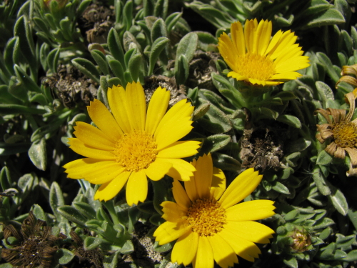 Pallenis maritima (=Asteriscus maritimus) / Asterisco marittimo