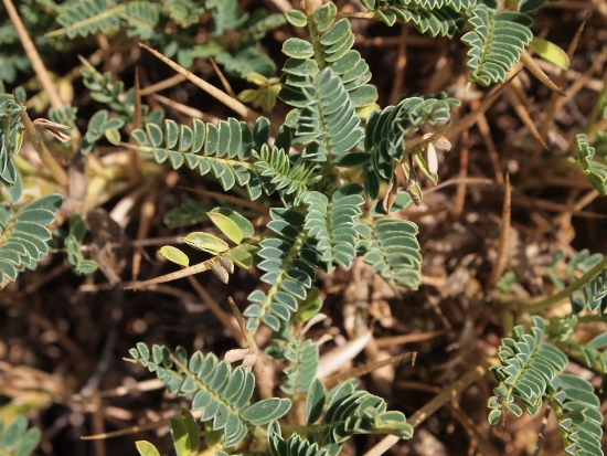 Astragalus genargenteus / Astragalo del Gennargentu