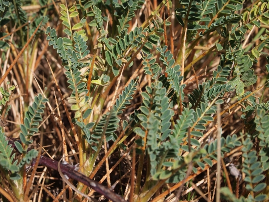 Astragalus genargenteus / Astragalo del Gennargentu