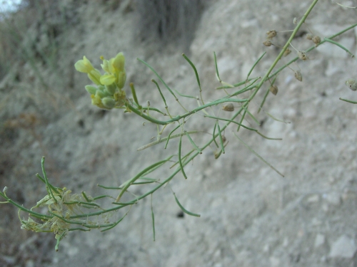 Diplotaxis harra subsp. crassifolia / Ruchetta pendolina