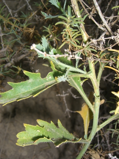 Diplotaxis harra subsp. crassifolia / Ruchetta pendolina