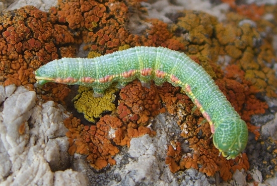 bruco di Lycaenidae?