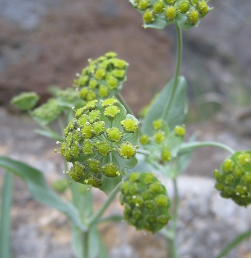 Bupleurum stellatum