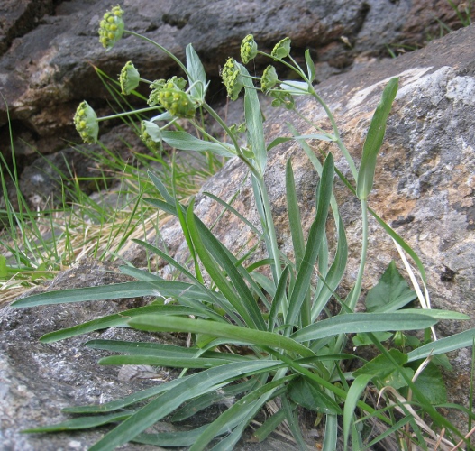 Bupleurum stellatum