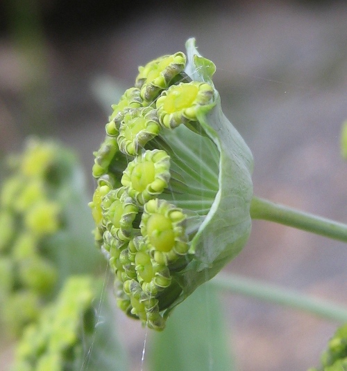 Bupleurum stellatum