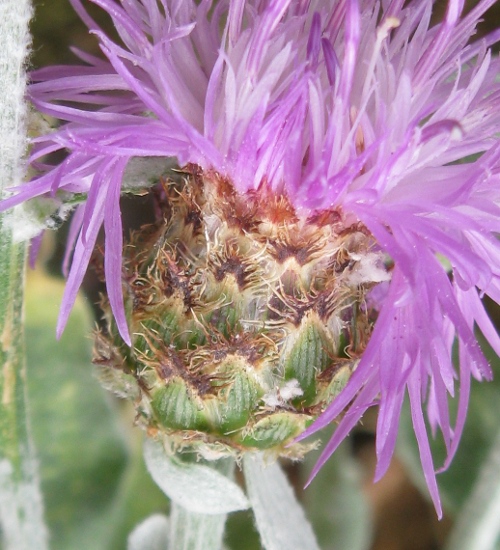 Centaurea busambarensis Guss. / Fiordaliso della Busambra