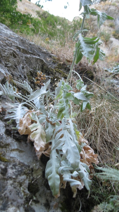 Centaurea busambarensis Guss. / Fiordaliso della Busambra