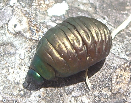 quota 1300 sicilia occidentale:Larva di Timarcha