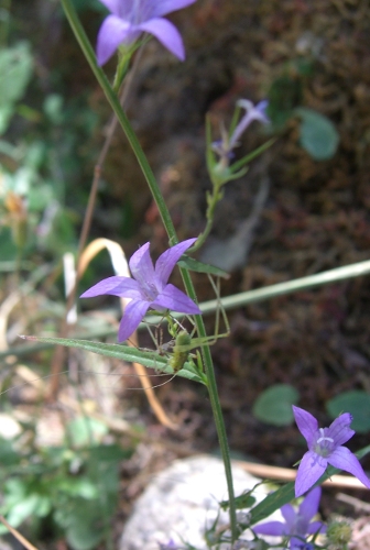 Porto-Evisa (Corsica) - Campanula rapunculus