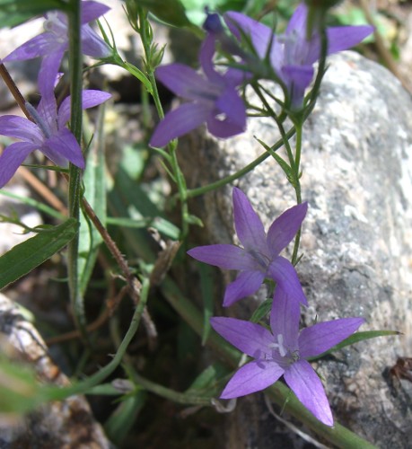 Porto-Evisa (Corsica) - Campanula rapunculus