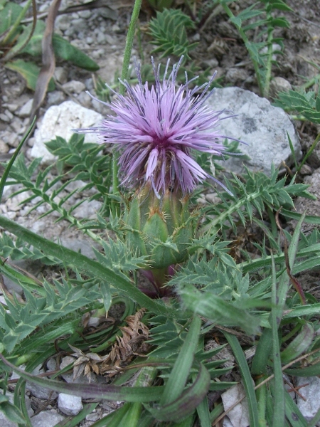 Carthamus (=Carduncellus) pinnatus /Cardoncello siciliano