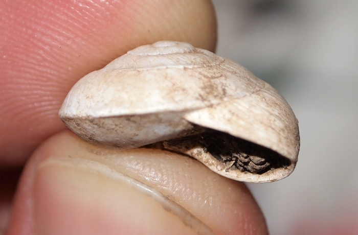 Sphincterochila - forma carenata - Cap Carbon, Algeria