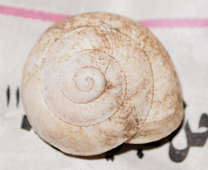 Sphincterochila - forma carenata - Cap Carbon, Algeria