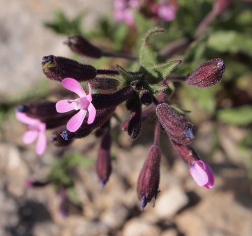 Silene fuscata / Silene scura