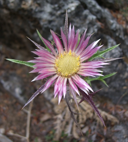 Carlina sicula Ten. / Carlina siciliana