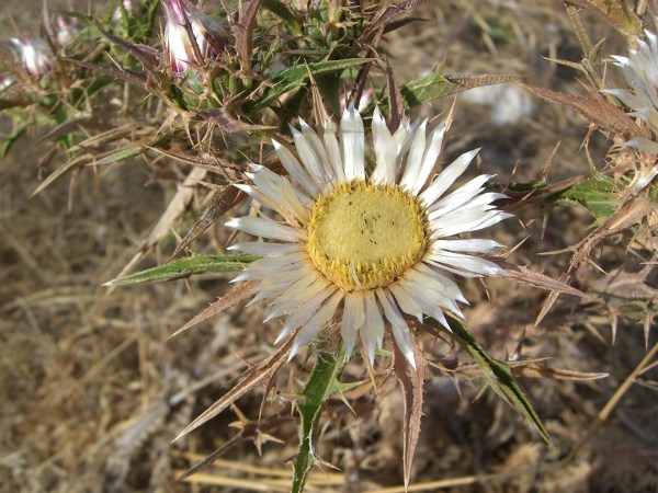 Carlina corymbosa e Carlina sicula a confronto