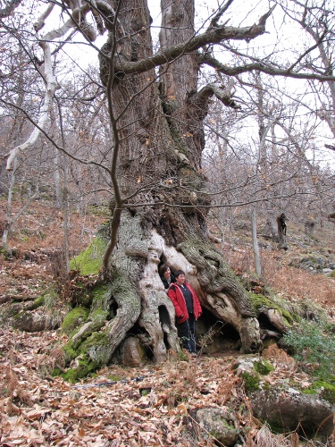 Castagni di Contrada Tasso Esperia