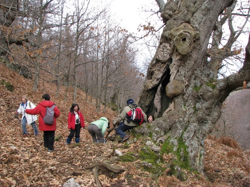 Castagni di Contrada Tasso Esperia