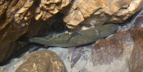 Oncorhynchus mykiss (ex Trota fario?)