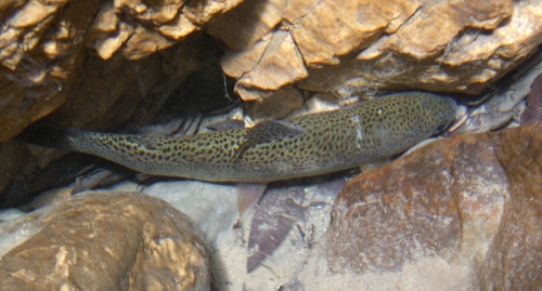 Oncorhynchus mykiss (ex Trota fario?)