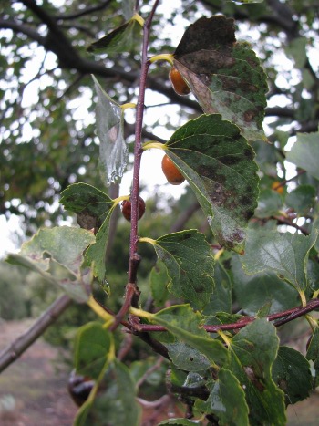 Celtis aetnensis / Bagolaro dell''Etna