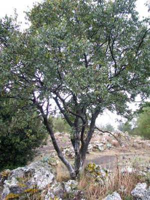 Celtis aetnensis / Bagolaro dell''Etna