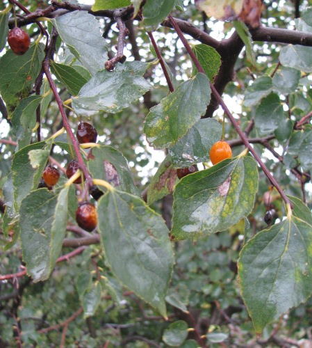 Celtis aetnensis / Bagolaro dell''Etna