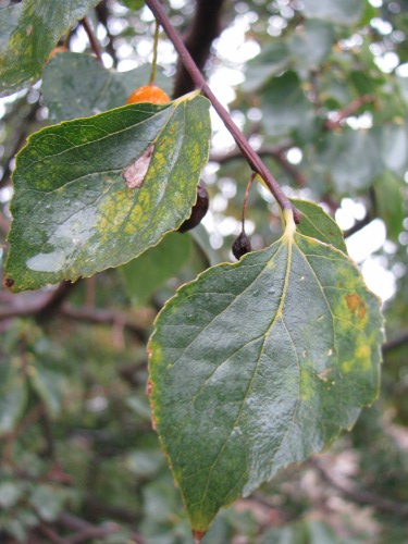 Celtis aetnensis / Bagolaro dell''Etna