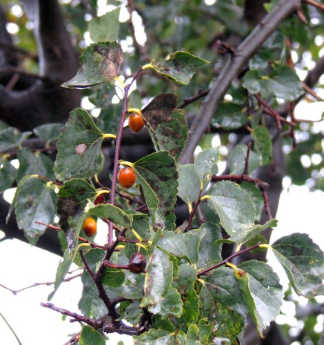 Celtis aetnensis / Bagolaro dell''Etna