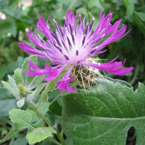 Centaurea sphaerocephala