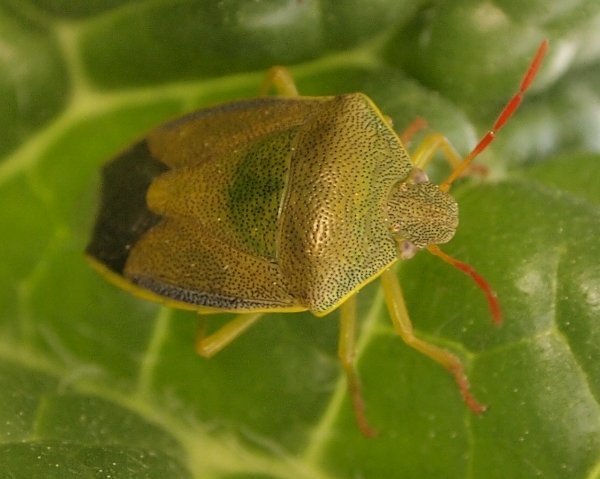 Pentatomidae: Piezodorus lituratus di Ficuzza (Pa)