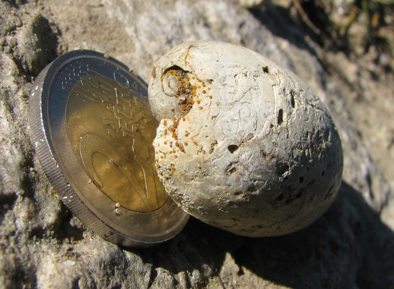 Cypraea ... pliocenica?