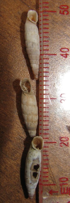 clausilidae creta