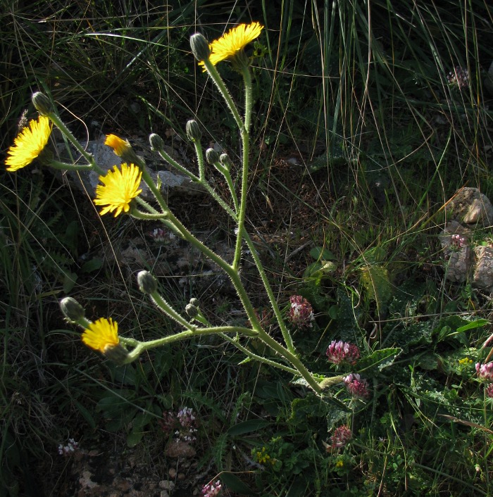 Helminthotheca aculeata