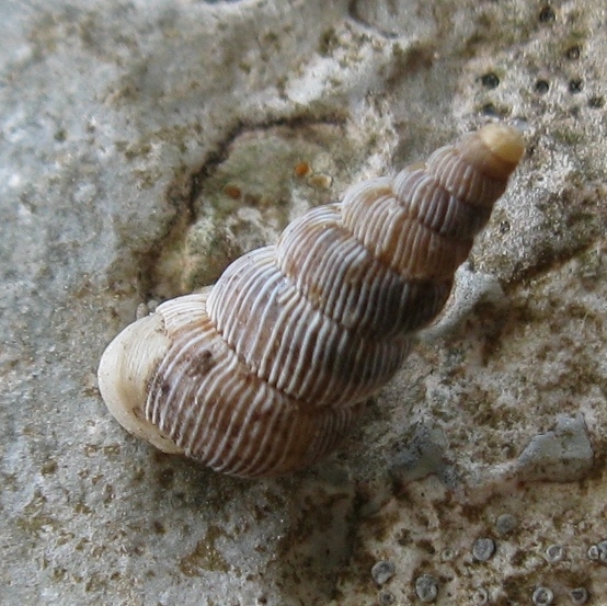 Cochlostoma di Busambra