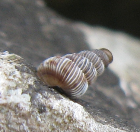 Cochlostoma di Busambra