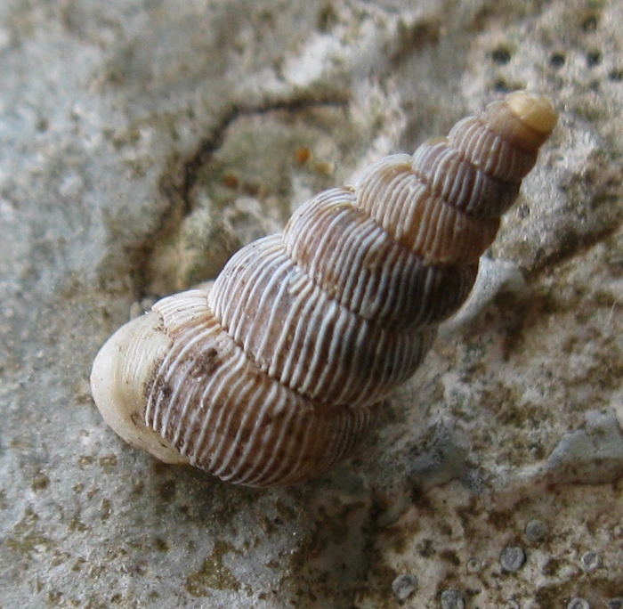 Cochlostoma di Busambra