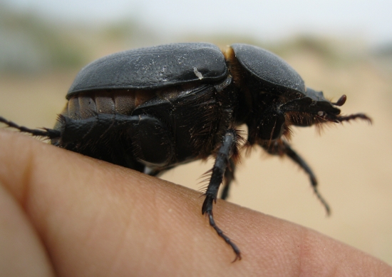 coleottero spiaggiato: Pentodon bidens punctatus