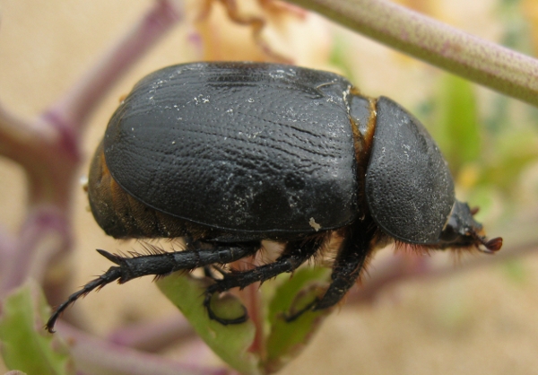 coleottero spiaggiato: Pentodon bidens punctatus