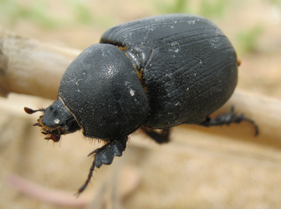 coleottero spiaggiato: Pentodon bidens punctatus