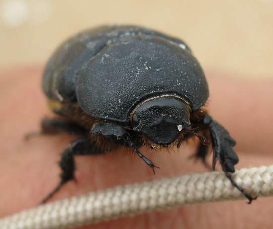 coleottero spiaggiato: Pentodon bidens punctatus