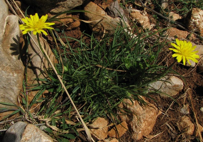 Scorzonera hirsuta / Scorzonera irsuta